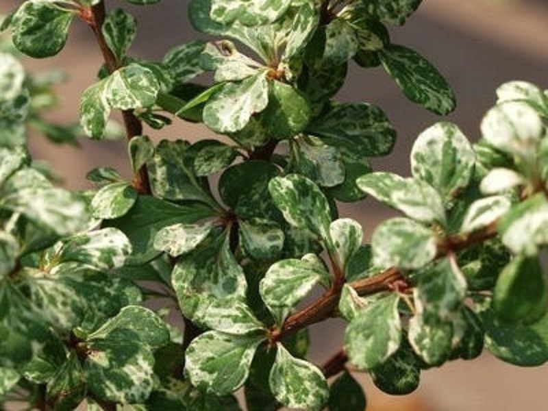 Albo-variegata