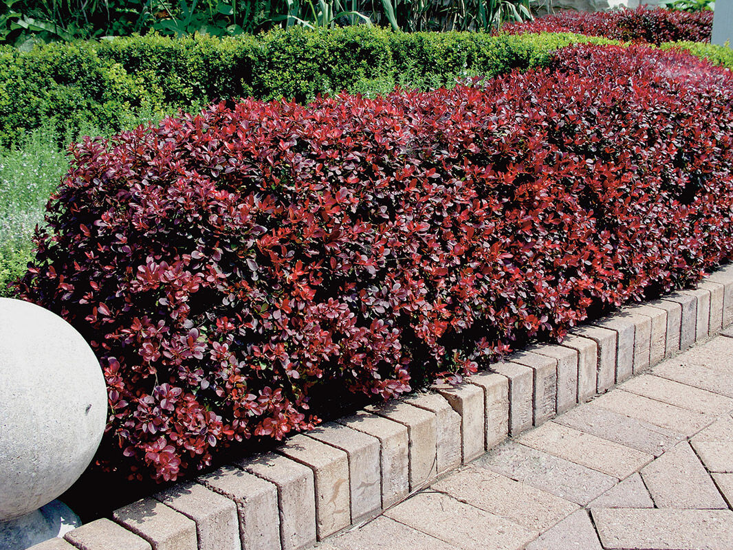 Atropurpurea