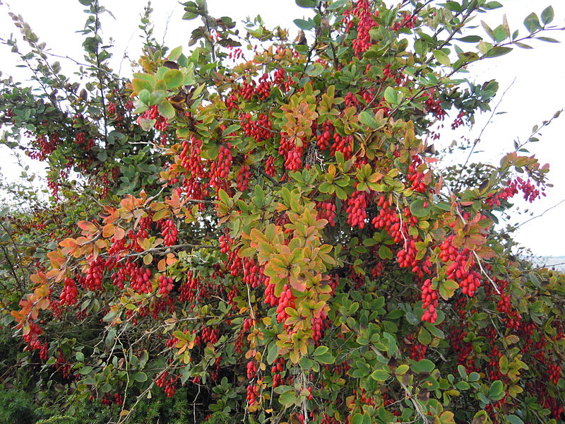 Aureomarginata