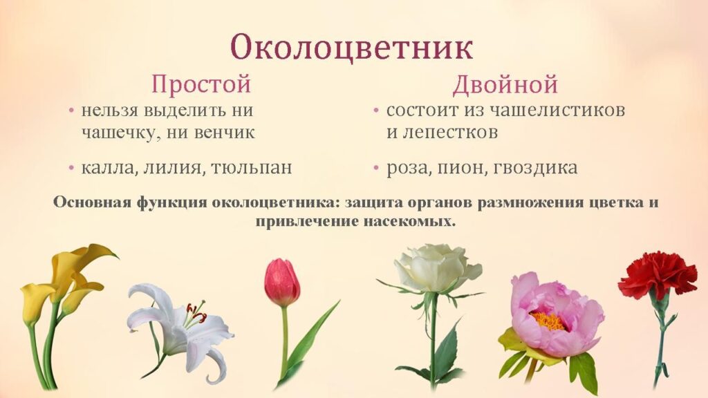 Из чего состоит околоцветник растений и для чего он нужен
