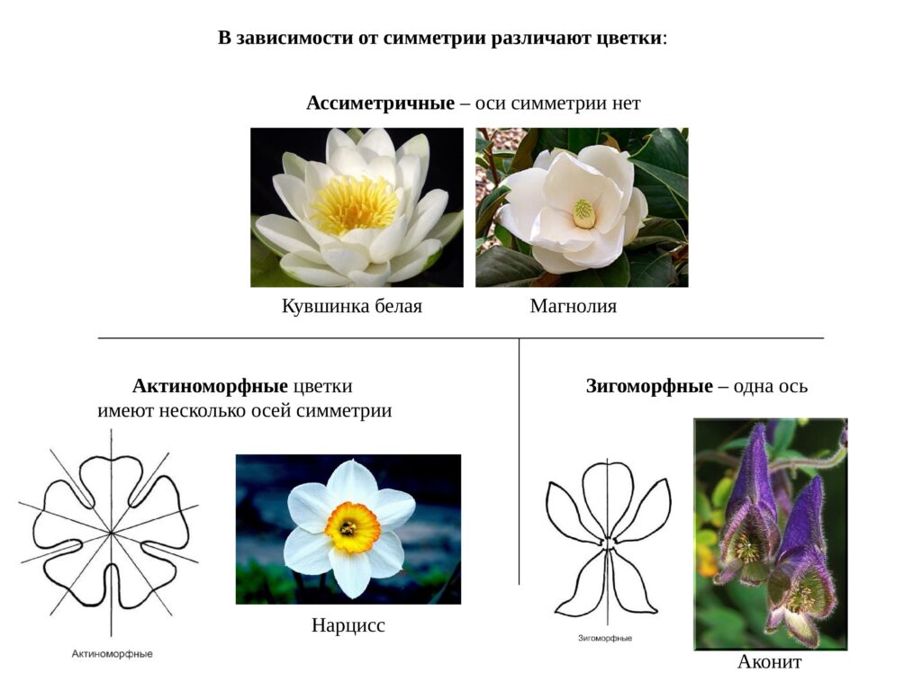 Из чего состоит околоцветник растений и для чего он нужен