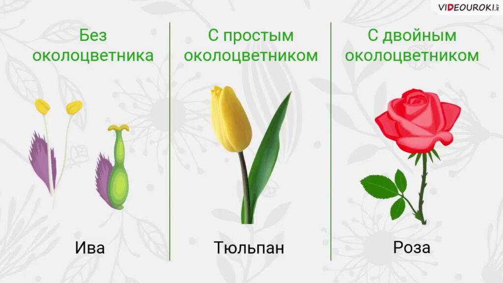 Из чего состоит околоцветник растений и для чего он нужен